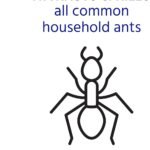 TERRO Liquid Ant Baits — Say Goodbye to Ants for Good!